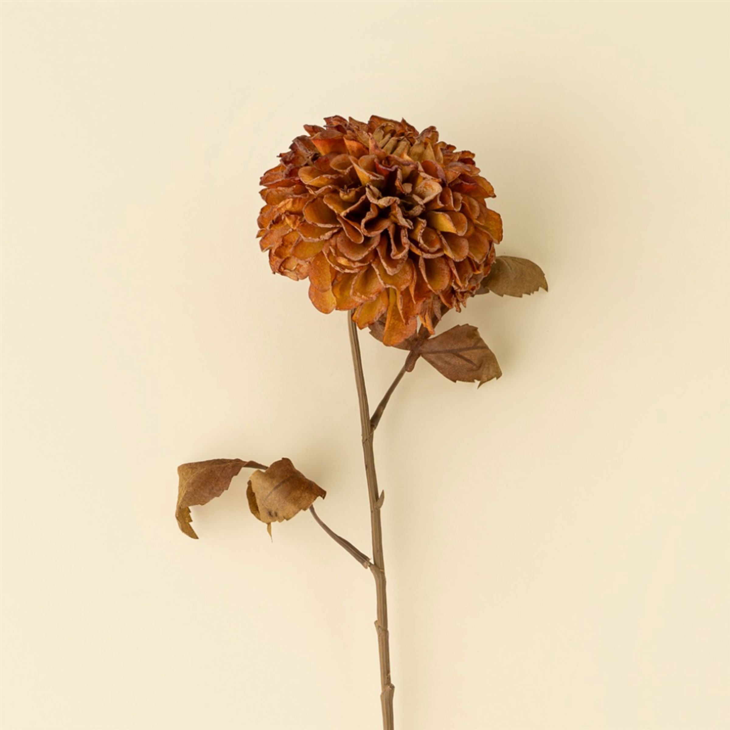Pompon Dahlia Stem