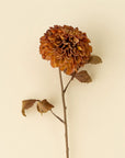Pompon Dahlia Stem