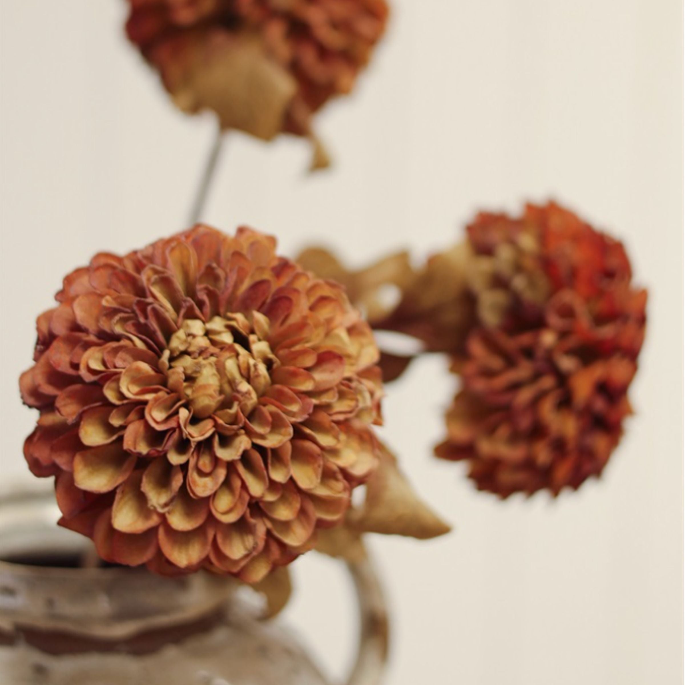 Pompon Dahlia Stem