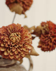 Pompon Dahlia Stem