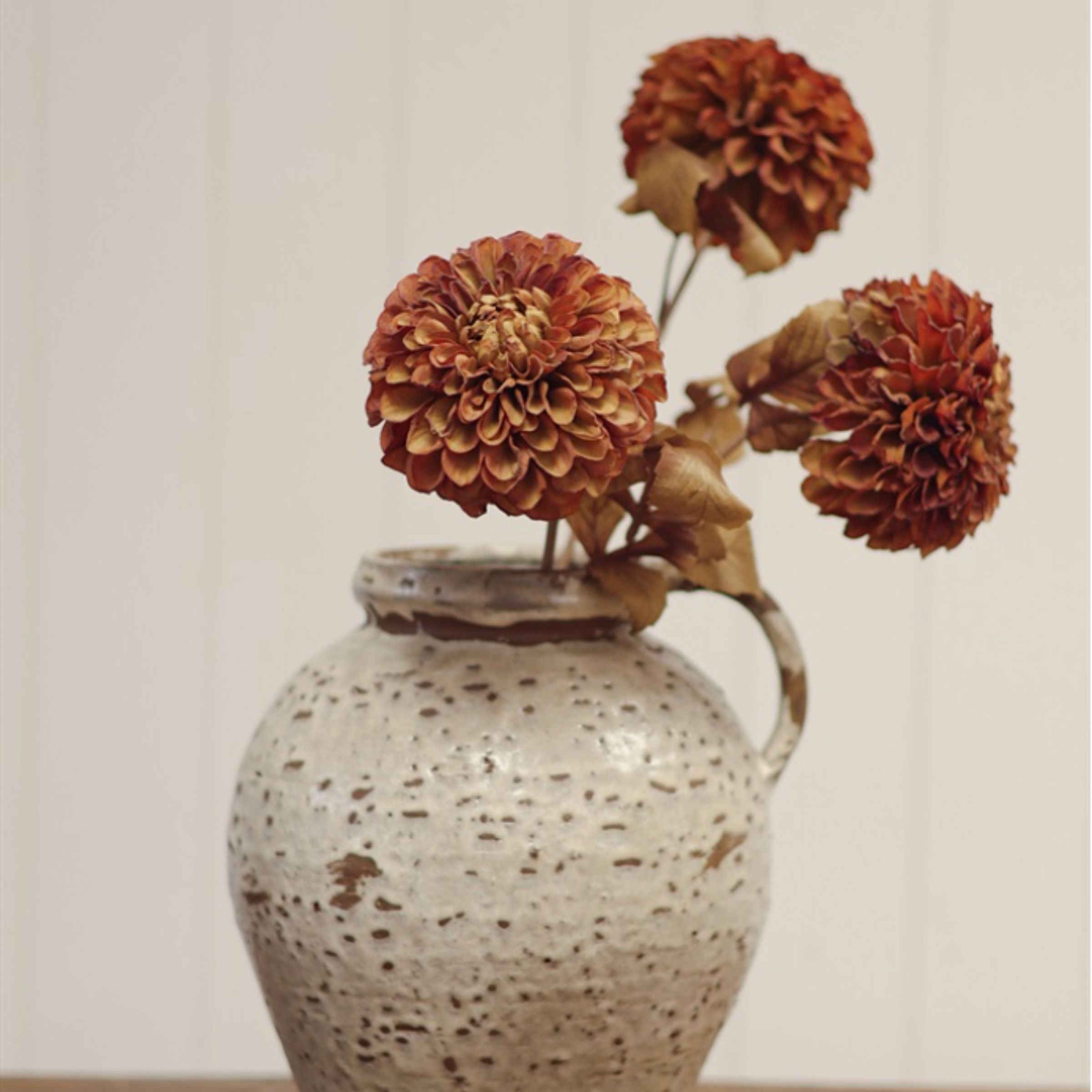 Pompon Dahlia Stem