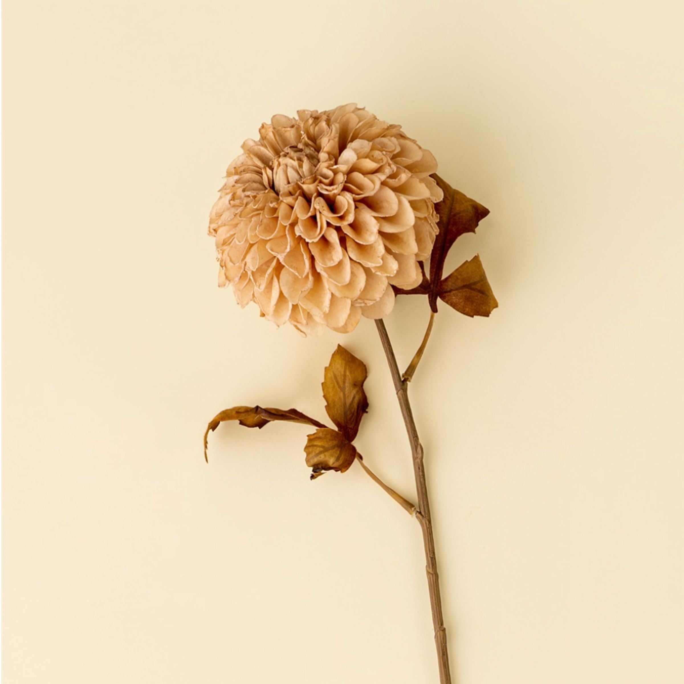 Pompon Dahlia Stem