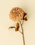 Pompon Dahlia Stem