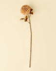 Pompon Dahlia Stem