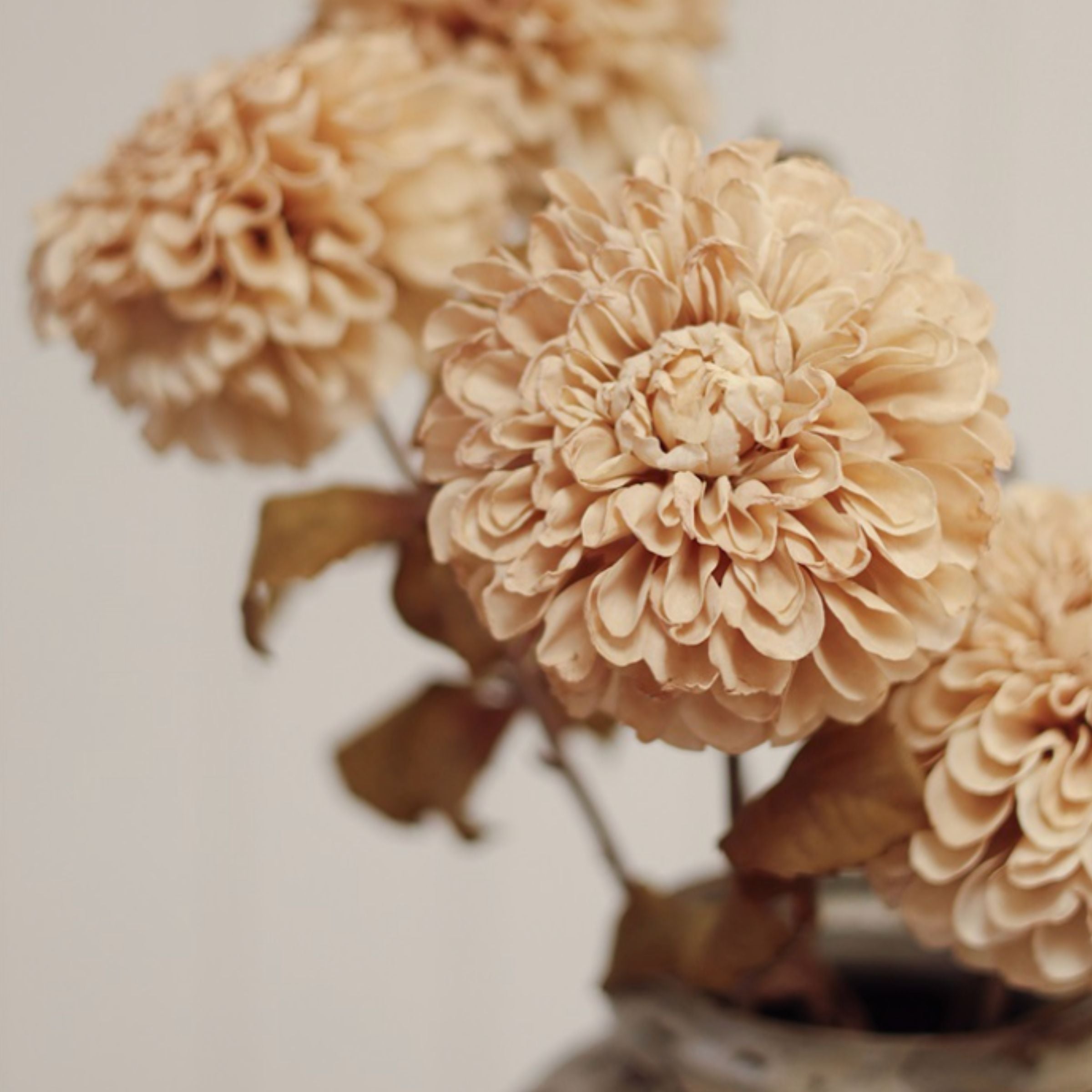 Pompon Dahlia Stem