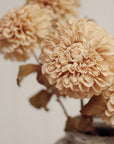Pompon Dahlia Stem