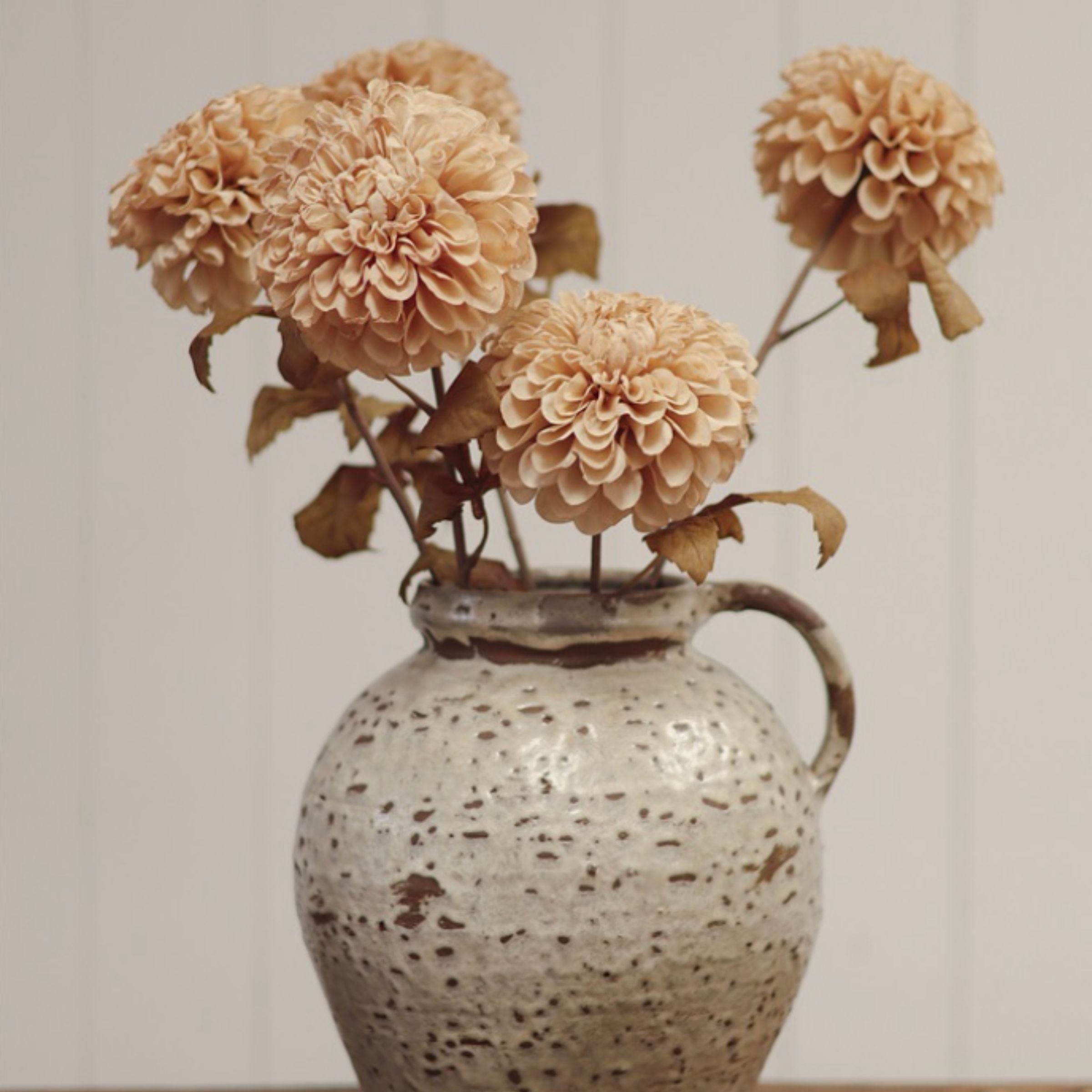 Pompon Dahlia Stem
