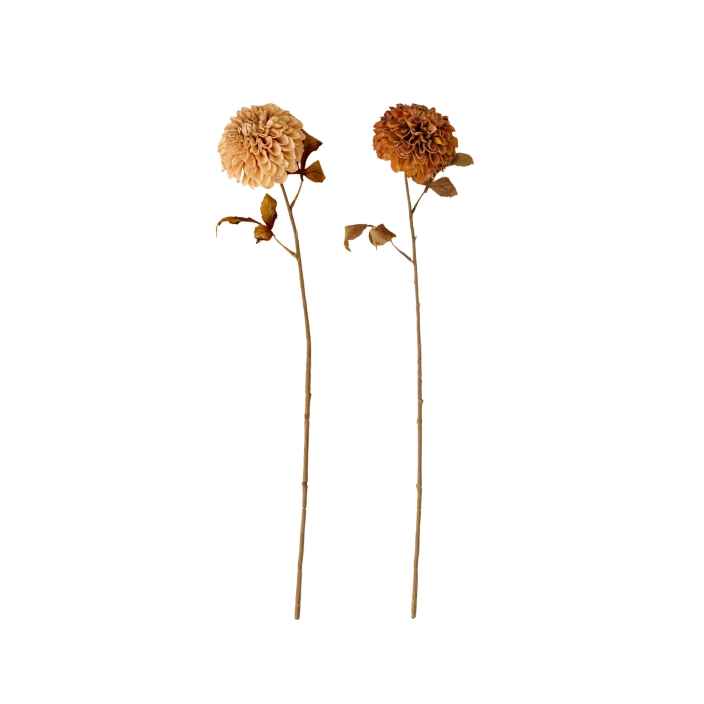 Pompon Dahlia Stem