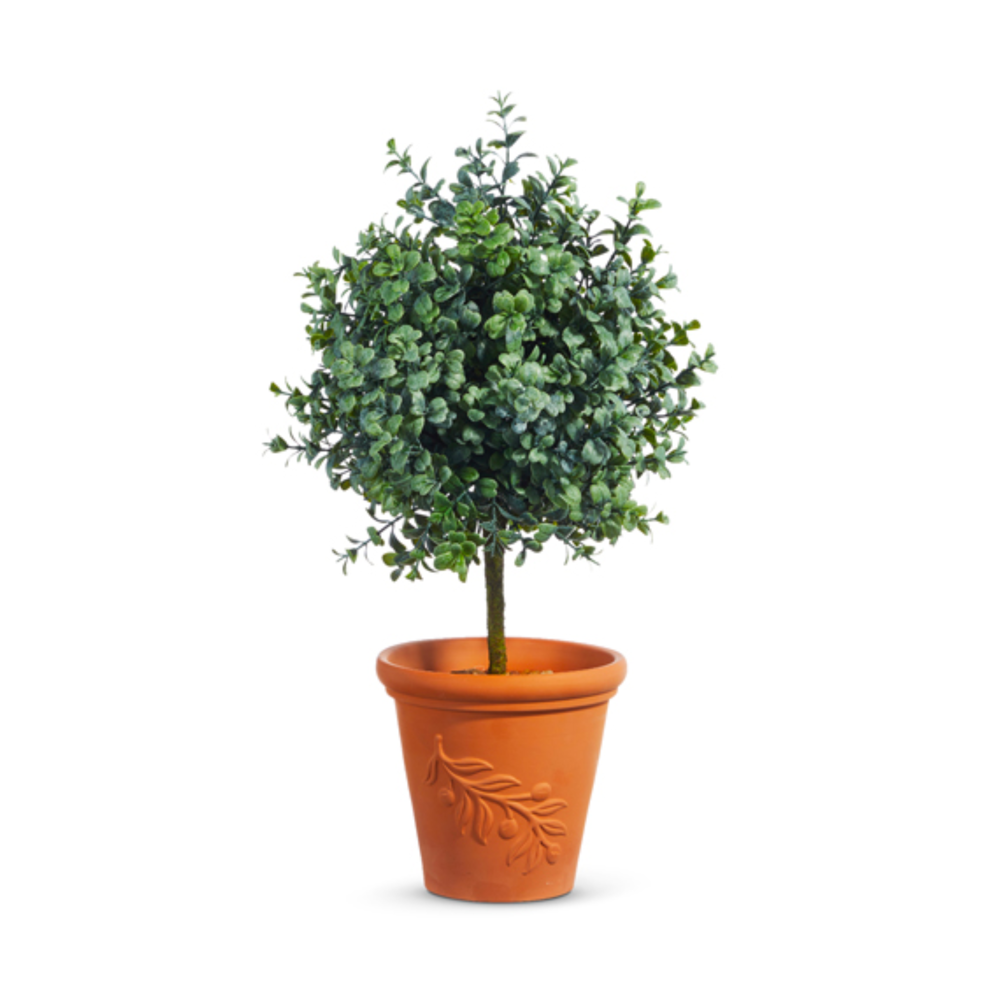 Potted Boxwood Topiary - 20&quot;