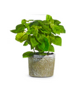 Potted Herb