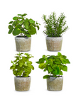 Potted Herb