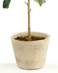 Potted Olive Tree | 19.5"