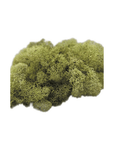 Preserved Woodland Moss