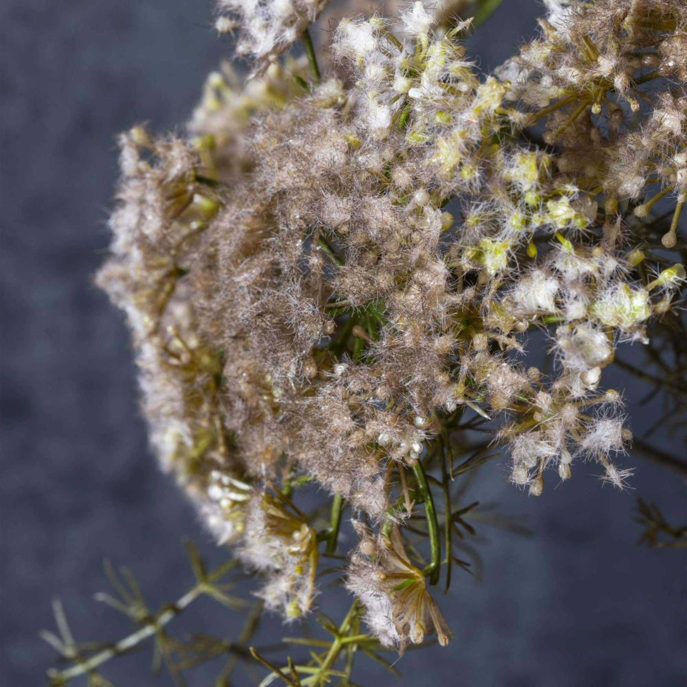 Queen Anne&#39;s Lace | Blush