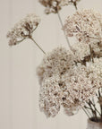 Quen Anne's Lace Spray