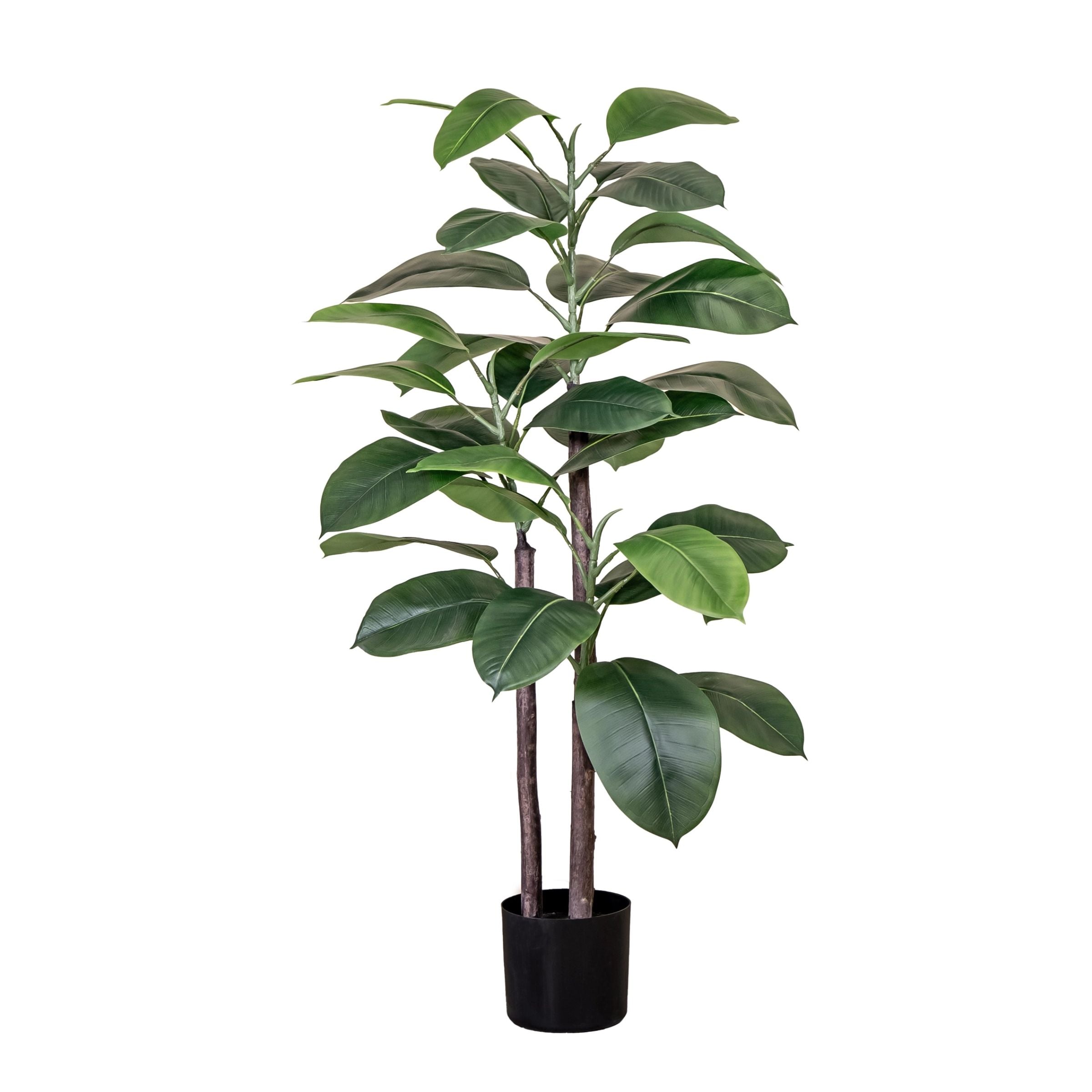 Rubber Plant