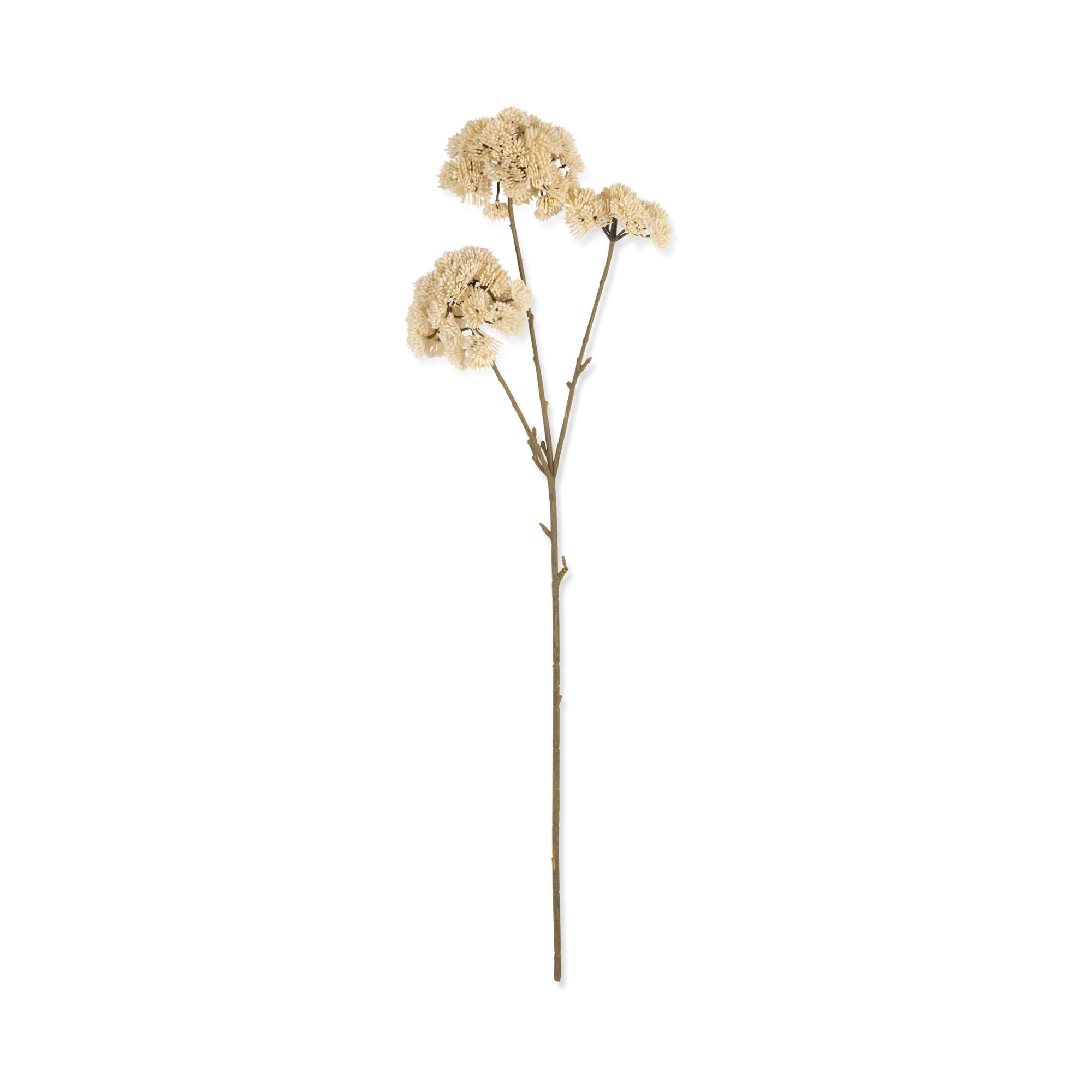 Sedum Stem | Cream