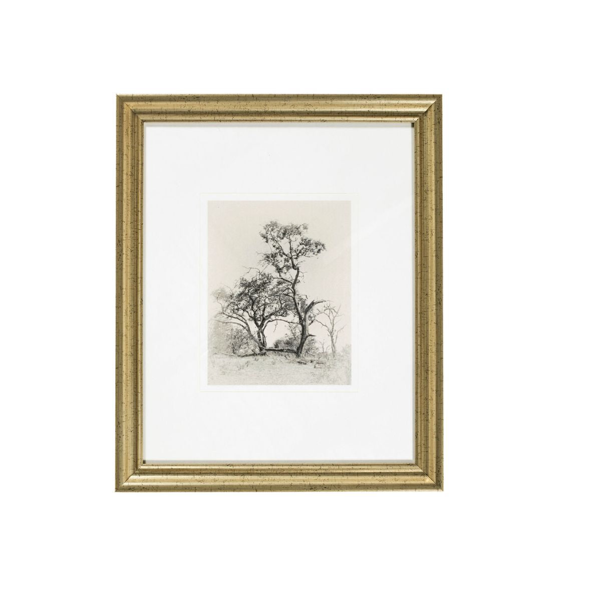 Coconino Framed Art