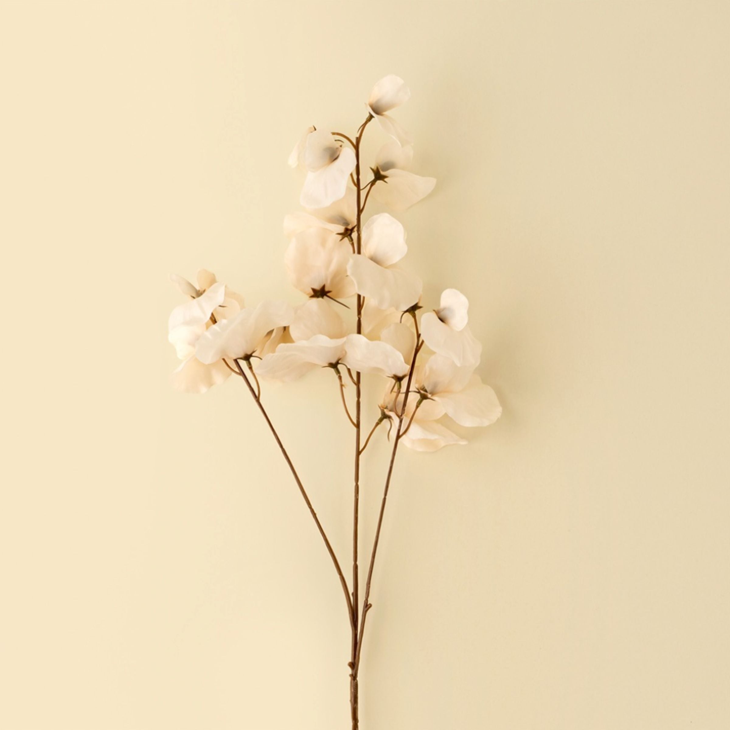 Sweet Pea Stem