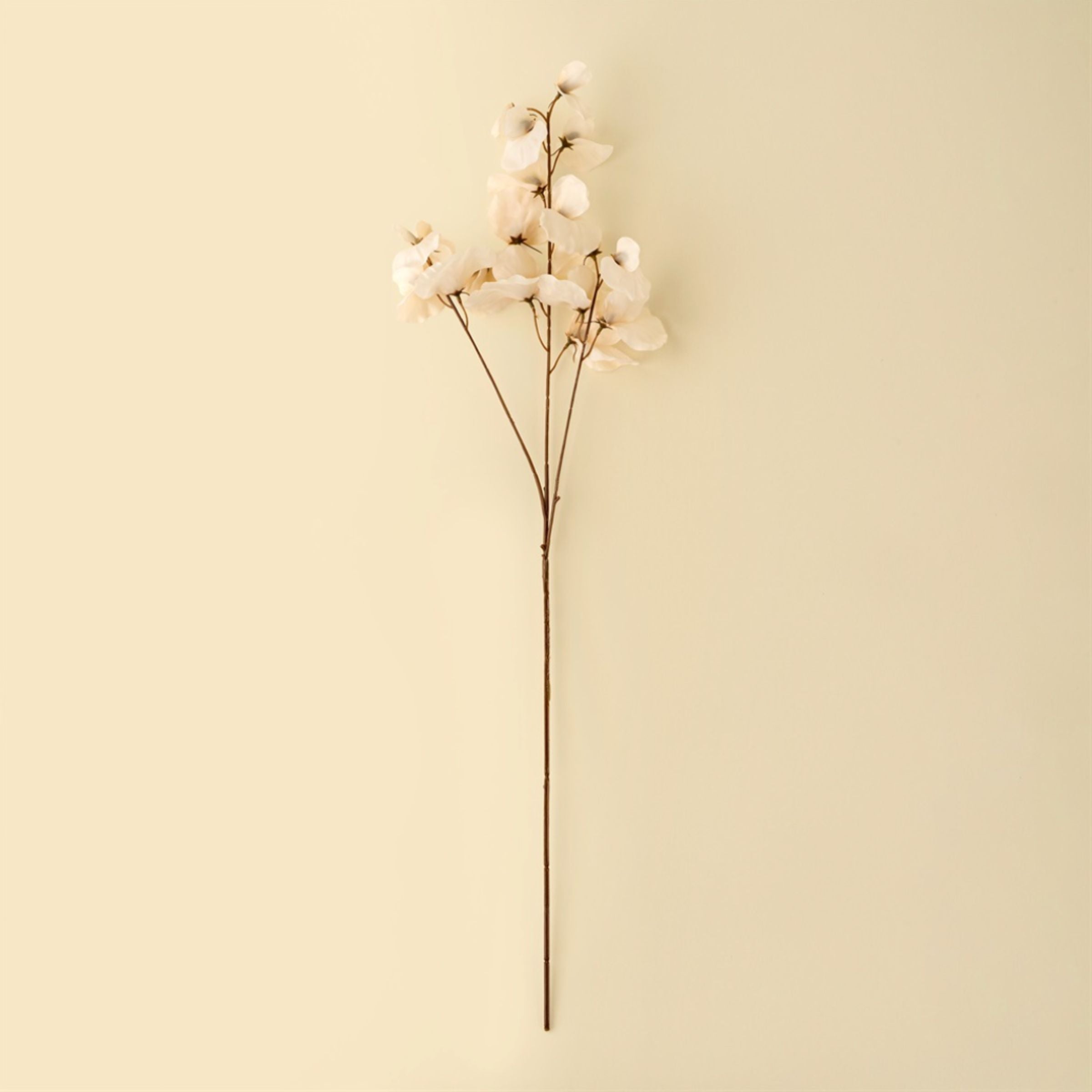 Sweet Pea Stem