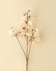 Sweet Pea Stem