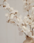 Sweet Pea Stem