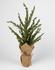 Burlap Cypress Pine Tree