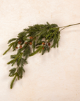 White Spruce Hanging Vine