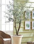 Grand Olive Tree