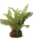 Boston Fern Drop-In