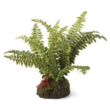 Boston Fern Drop-In