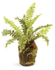 Boston Fern Drop-In