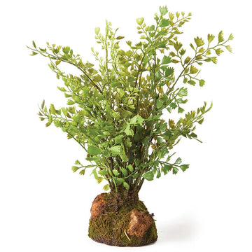 Maidenhair Drop-In